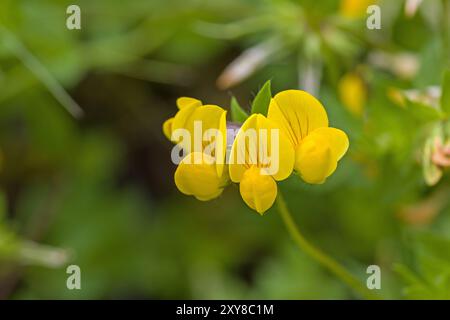 three yellow blossoms of the common bird's-foot trefoil against a dark blurred background Stock Photo