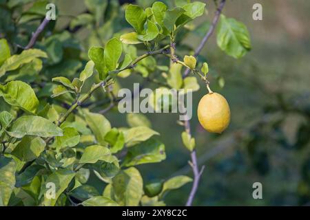 a ripe yellow lemon next to a green unripe lemon on the tree Stock Photo