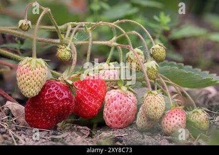 a bunch of red ripe and white unripe strawberries on a bush in the garden Stock Photo