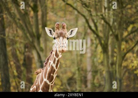 Reticulated giraffe (Giraffa camelopardalis reticulata), portrait, Germany, Europ, Europe Stock Photo