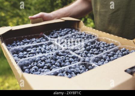 Senior man hands holding box with fresh cultivated blueberry. Healthy eating and Alzheimer or dementia healing concept. Farmer cultivating and harvest Stock Photo