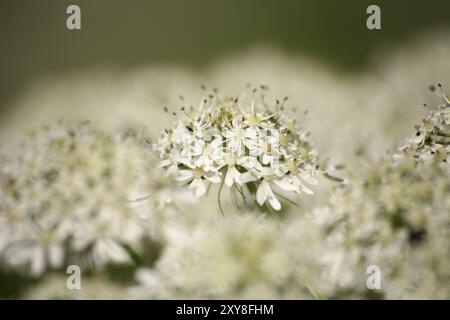 Anthriscus sylvestris Stock Photo