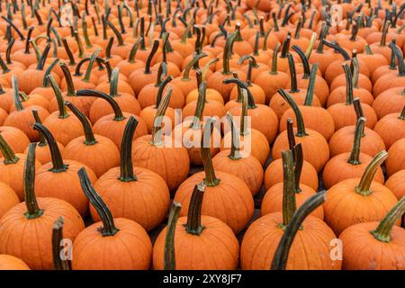 Rows of bright orange pumpkins at Farmer's Market ready for Halloween and Thanksgiving. Stock Photo