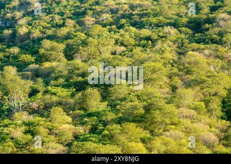 Caatinga Biome Forest during the rainy season with green vegetation, Quixadá, Ceará, Brazil. Stock Photo