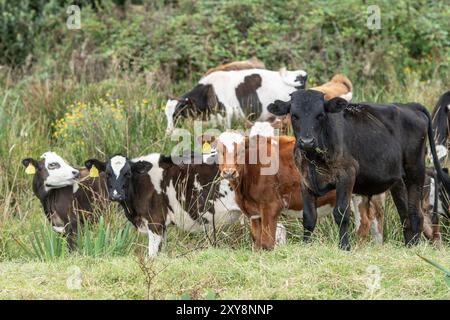 mixed bull calves in rough pasture Stock Photo