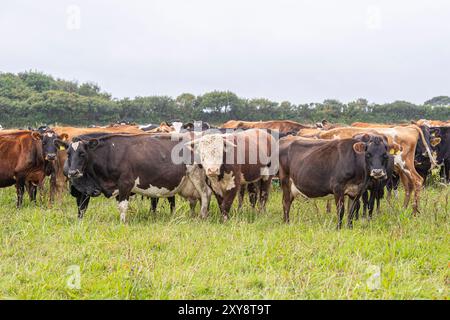 dairy herd with hereford bull running Stock Photo