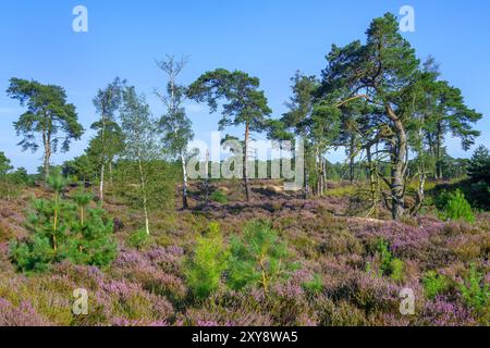 New shoots of maritime pines / cluster pine (Pinus pinaster) in moorland with blooming heather in summer, Kalmthoutse Heide / Kalmthout Heath, Belgium Stock Photo