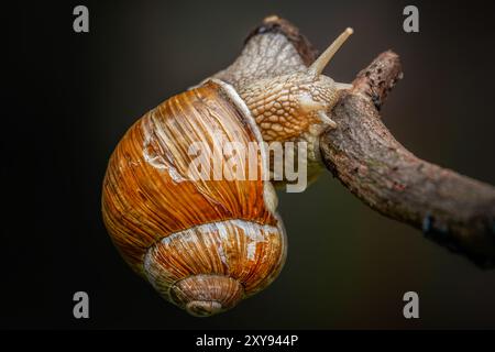 Roman snail on a branch Stock Photo