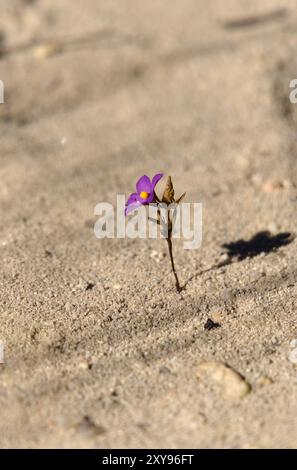 Beautiful simple flower growing in harsh, sandy environment, Madagascar. Stock Photo