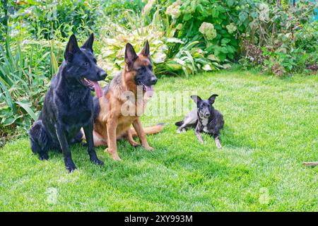 Three dogs sitting on green grass Stock Photo