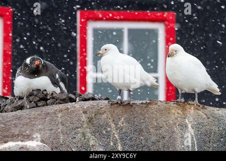 Adult snowy sheathbill, Chionis albus, pair near gentoo penguin, Pygoscelis papua, at Port Lockroy, Antarctica. Stock Photo