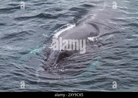 Adult humpback whale, Megaptera novaeangliae, surfacing in Dallmann Bay, Antarctica, Southern Ocean. Stock Photo