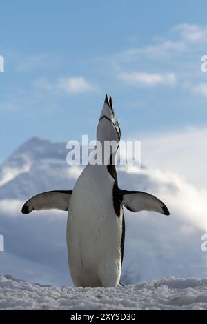 Chinstrap penguin, Pygoscelis antarctica, ecstatic display at breeding ...
