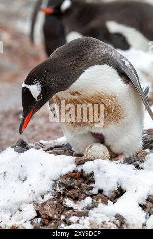 Adult gentoo penguin, Pygoscelis papua, on eggs at Port Lockroy, Antarctica, Southern Ocean. Stock Photo