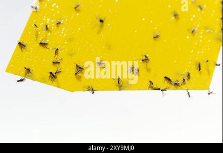 Fungus gnats on yellow sticky trap for insects, Chromatic and sticky trap  to fight insects of indoor plants (midges, soil flies, whiteflies ...) Glue  Stock Photo - Alamy