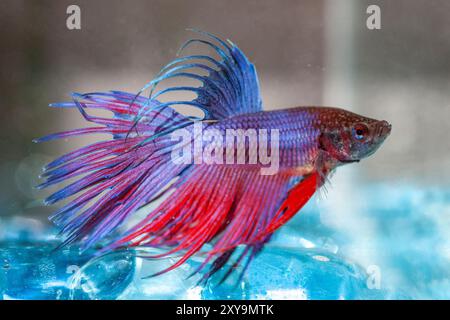 Close up of a fighting fish, betta fish. Siamese Fighting Fish. Betta Fish Stunning Displays of Color and Grace in Aquatic Environments. Stock Photo