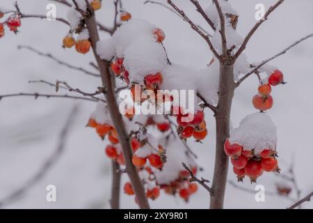 Rosehip berries covered under snow Stock Photo
