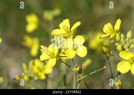 Rocket mustard hi-res stock photography and images - Alamy