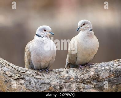 Eurasian collared doves sitting next to each other on a tree branch with one lovingly gazing at the other.. Stock Photo
