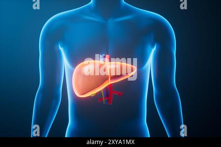 3d rendering of a human body with highlighted in pain 021 Stock Photo ...