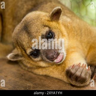 Kinkajou Stock Photo