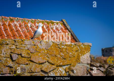European herring gull (Larus argentatus). Seagull standing on an old stone wall. Sunny day, Frederikso Island, Denmark. Stock Photo