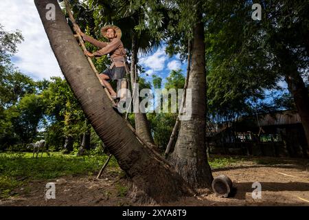 A farmer harvesting sugar palm nectar, Kampong Chhnang, Cambodia. Stock Photo