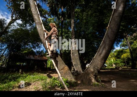 A farmer harvesting sugar palm nectar, Kampong Chhnang, Cambodia. Stock Photo