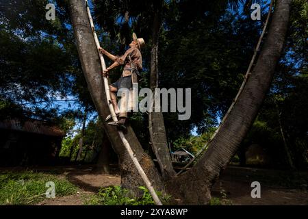 A farmer harvesting sugar palm nectar, Kampong Chhnang, Cambodia. Stock Photo