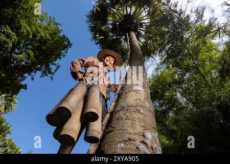 A farmer harvesting sugar palm nectar, Kampong Chhnang, Cambodia. Stock Photo