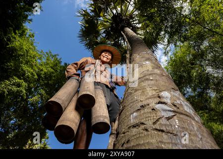 A farmer harvesting sugar palm nectar, Kampong Chhnang, Cambodia. Stock Photo