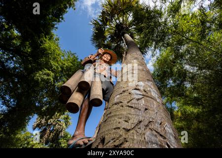 A farmer harvesting sugar palm nectar, Kampong Chhnang, Cambodia. Stock Photo