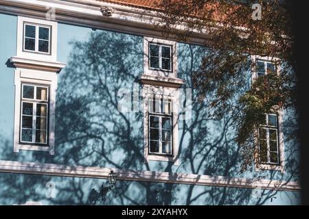 Tree casting a shadow on a blue wall in Lisbon, Portugal Stock Photo