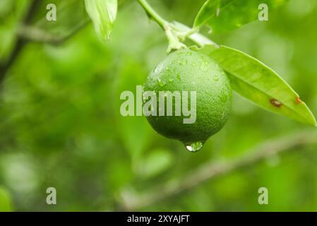 Green limes still on the tree, fresh limes with morning dew Stock Photo