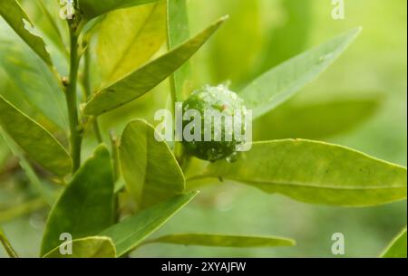 Green limes still on the tree, fresh limes with morning dew Stock Photo