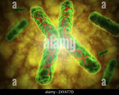 Conceptual image of a telomere. A telomere is a region of the DNA sequence at the end of a chromosome. Their function is to protect the ends of the ch Stock Photo