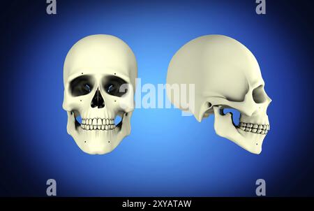 Front view and side view of human skull Stock Photo