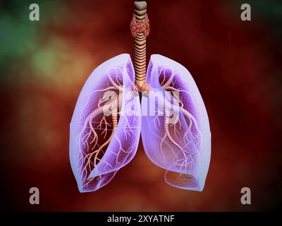 Illustration of trachea with lungs, transperancy look Stock Photo