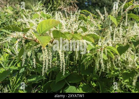 Flowering Japanese Knotweed (Fallopia Japonica), an invasive piece in a forest clearing in Ystad, Scania, Sweden, Scandinavia, Europe Stock Photo