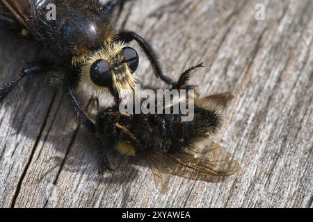 Yellow murder fly or yellow robber fly with a bumblebee as prey. The insect is sucked out by the hunter. Yellow black hairs cover the hunter. Macro sh Stock Photo