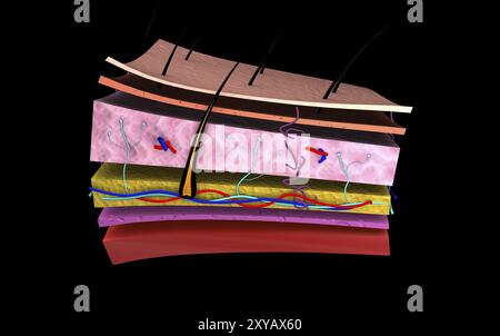 Conceptual image of the layers of human skin Stock Photo