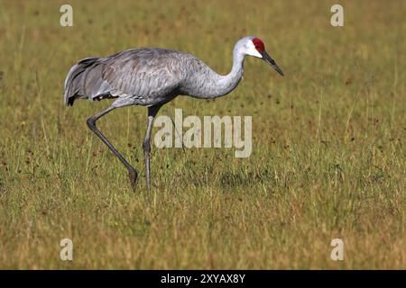 Sandhill crane (Grus canadensis), Venice Landfill, Venice, Florida, USA, North America Stock Photo