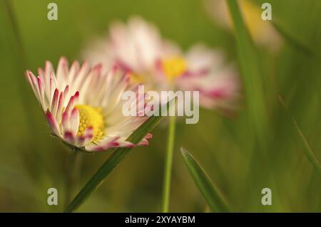 Daisy with lots of bokeh on a meadow. bright out of focus on the flower. Delicate colors in nature Stock Photo