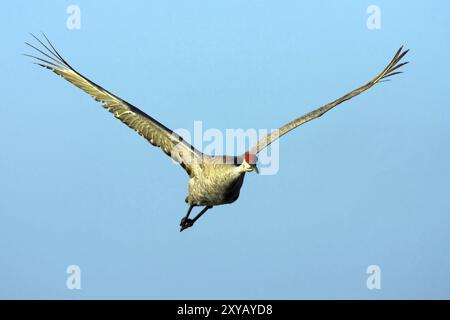 Sandhill crane (Grus canadensis), aerial photograph, Joe Overstreet Landing, Osceola County, Florida, USA, North America Stock Photo