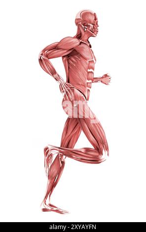 Medical illustration of male muscles running, side view Stock Photo