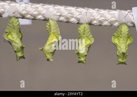 Cocoons suspended from a rope. They are kept here until they hatch. This is how the different species of butterflies are bred Stock Photo