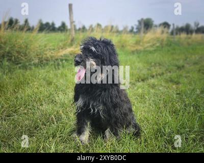 Goldendoodle dog sitting on the meadow. Black doodle with phantom drawing. Lovely loyal pet in nature. Animal photo Stock Photo