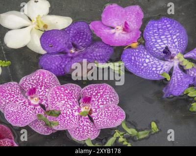 Several colourful orchid flowers in purple, pink and white on a dark surface, Amsterdam, Netherlands Stock Photo