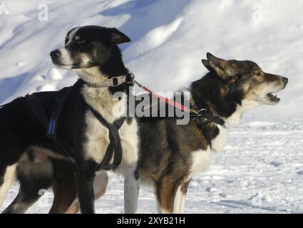 Sled dogs Stock Photo