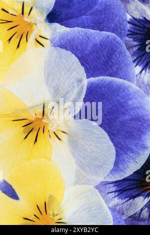 Pressed Flowers Abstract Stock Photo